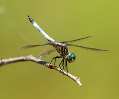 Pachydiplax longipennis