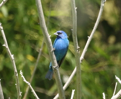Passerina cyanea