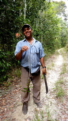 Epidendrum cinnabarinum