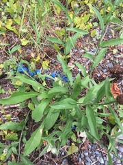 Centaurea × gerstlaueri