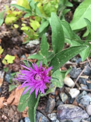 Centaurea × gerstlaueri