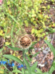 Centaurea × gerstlaueri