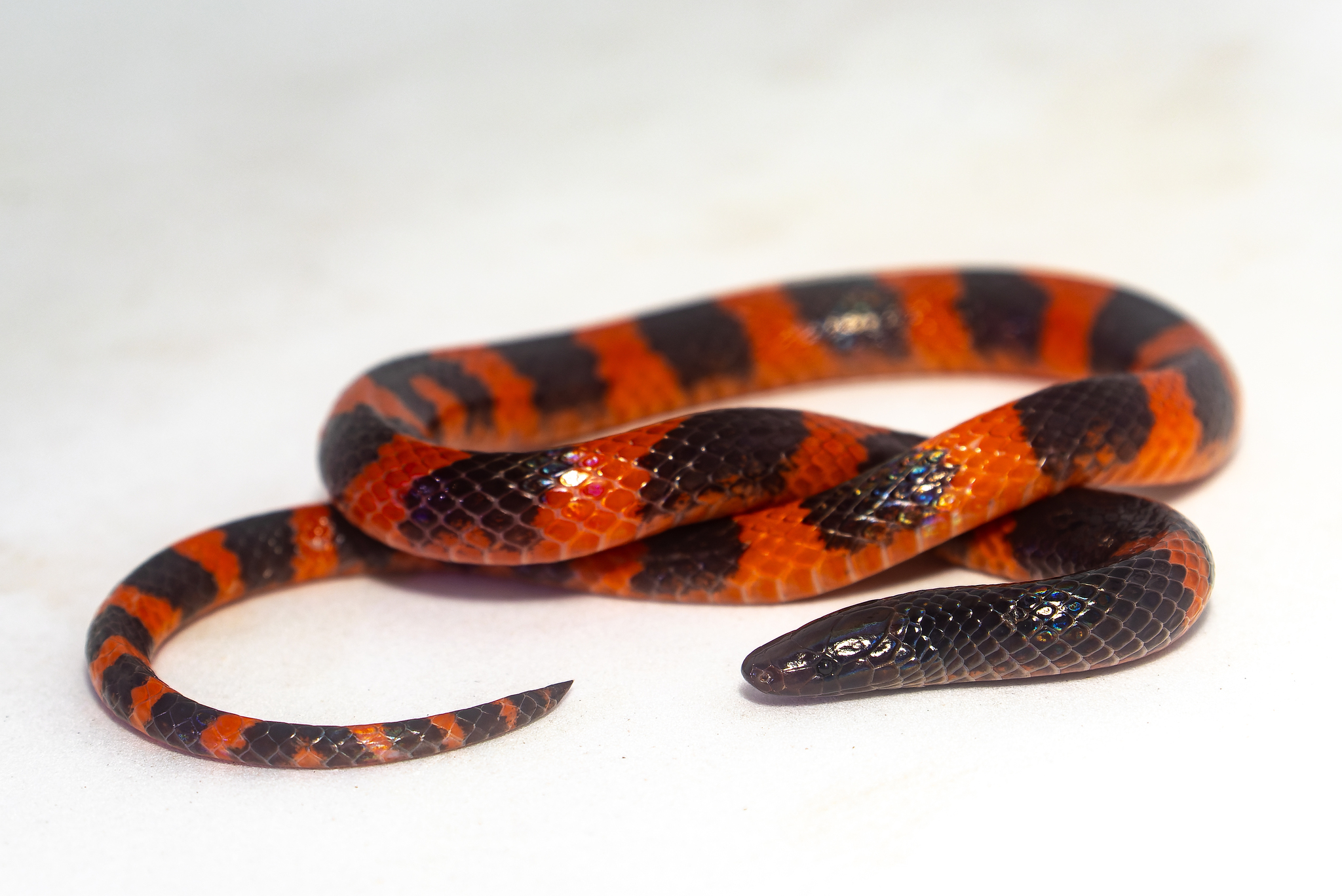Loranca's Earth Snake photo 6