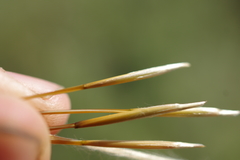 Stipa tirsa