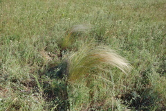Stipa tirsa