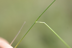 Stipa tirsa