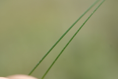 Stipa tirsa