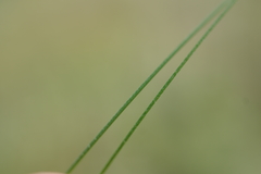 Stipa tirsa