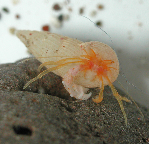 Pygmaeopagurus hadrochirus observed 2003-10-19