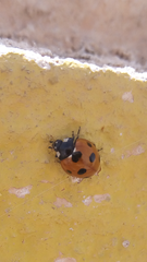 Coccinella algerica