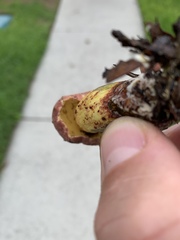 Hortiboletus rubellus image