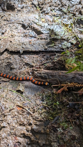 Cauca Coralsnake