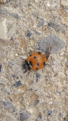 Coccinella algerica