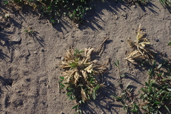 Sclerochloa dura
