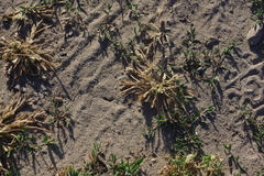 Sclerochloa dura