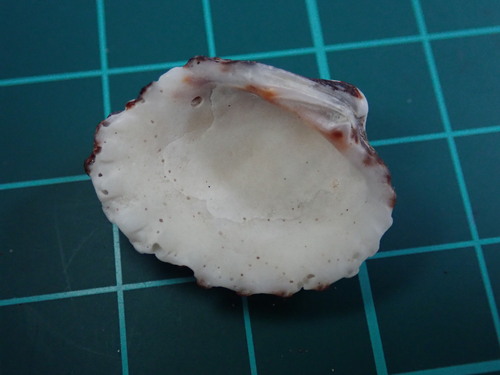 Cardites tricolor