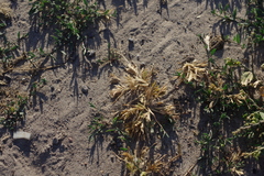Sclerochloa dura