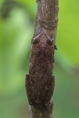 Osteopilus dominicensis