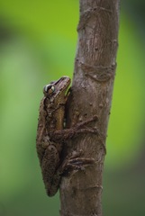 Osteopilus dominicensis