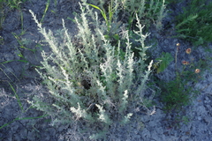 Artemisia fragrans