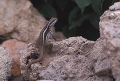 Leiocephalus lunatus