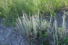 Artemisia fragrans