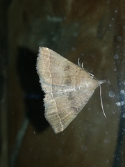 Pechipogo plumigeralis