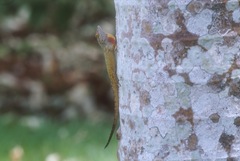 Anolis ignigularis
