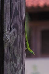 Anolis callainus