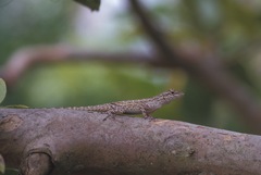 Anolis