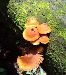 Gymnopilus bellulus