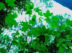 Acer binzayedii