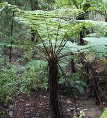 Cyathea costaricensis