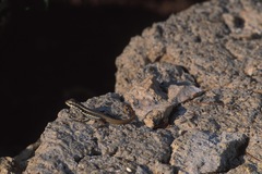 Leiocephalus lunatus