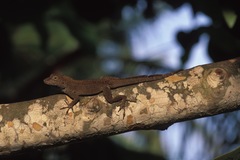 Anolis cristatellus