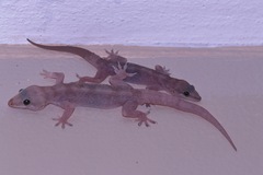 Hemidactylus angulatus