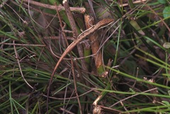 Anolis semilineatus