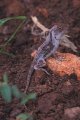 Anolis cybotes