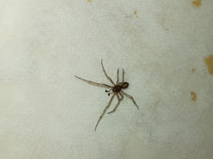 Steatoda triangulosa