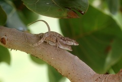 Anolis