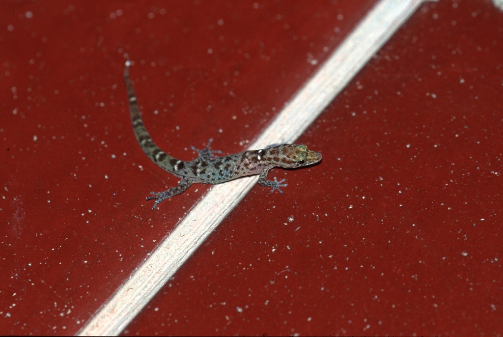 Altagracia Speckled Sphaero