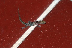 Sphaerodactylus savagei