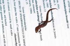 Sphaerodactylus savagei