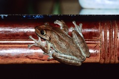 Osteopilus dominicensis