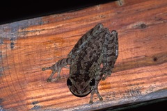 Osteopilus dominicensis