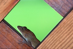 Anolis cybotes