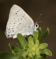 Satyrium sylvinus