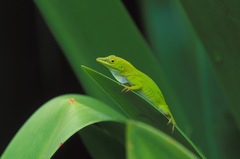 Anolis callainus