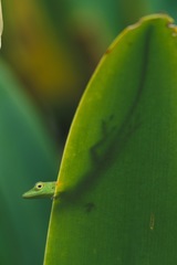 Anolis callainus