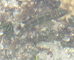 Thalassoma trilobatum
